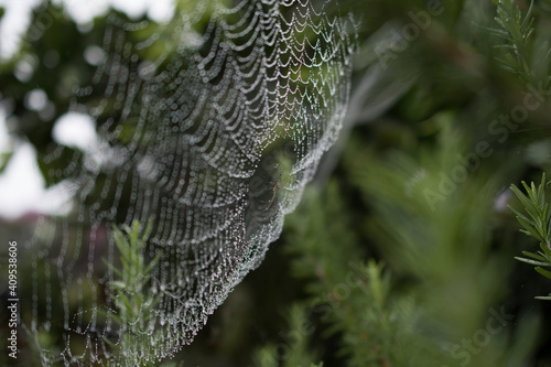 Dewy Spider web