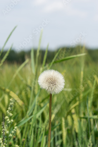 Dandelion on the meadow  blue sky