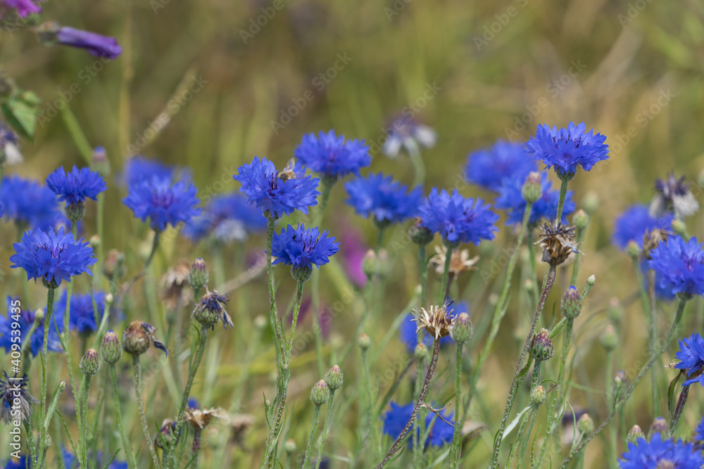 Cornflower blossom marginally on the grain field