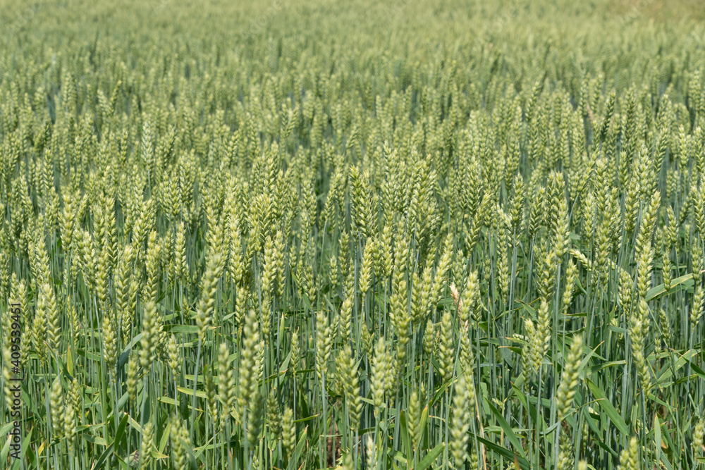 Green field of wheat in summer Green field of wheat in summer