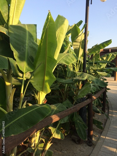 Banana tree. Italy, Calabria.