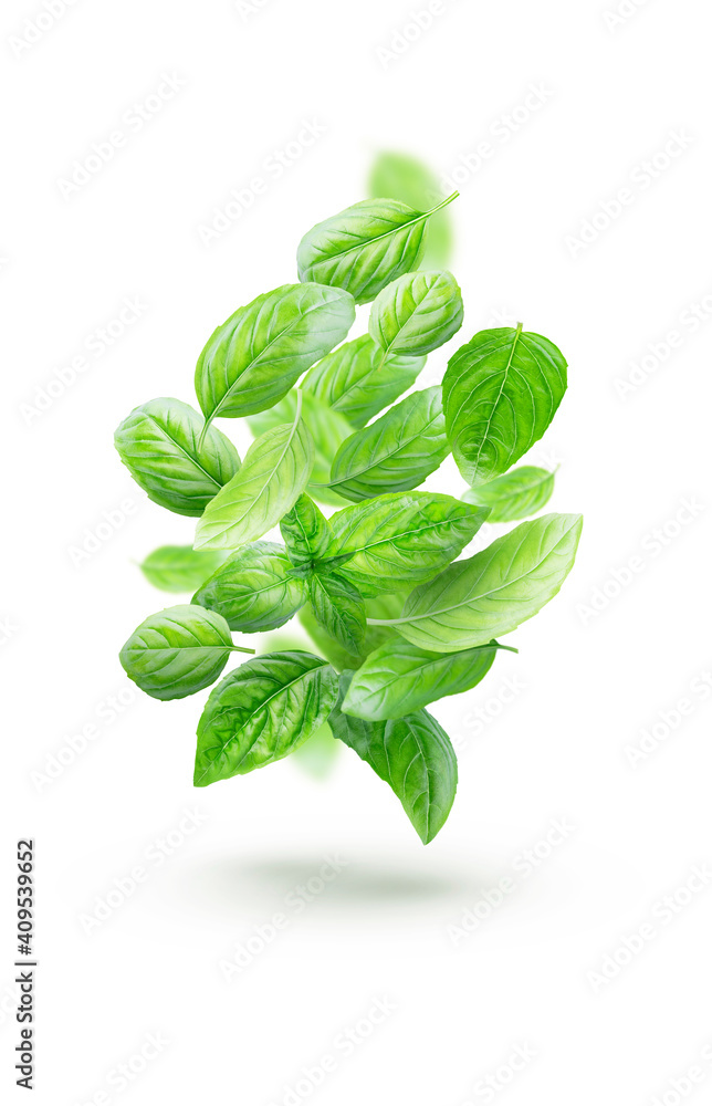 Basil isolated. Basil leaf on a white background. Basil leaves in