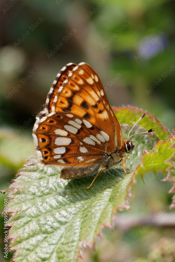 Obraz premium A Duke of Burgundy Butterfly resting on a Bramble leaf.