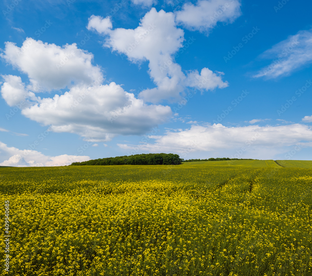 Spring rapeseed yellow blooming fields view, blue sky with clouds in sunlight. Natural seasonal, good weather, climate, eco, farming, countryside beauty concept.