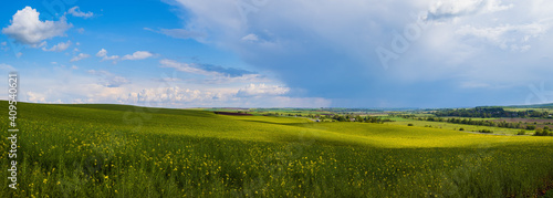 Spring rapeseed yellow blooming fields panoramic view  blue sky with clouds in sunlight. Natural seasonal  good weather  climate  eco  farming  countryside beauty concept.