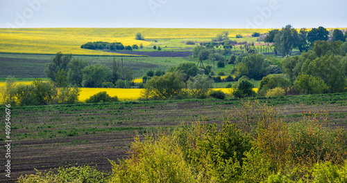 Spring countryside view with rapeseed yellow blooming fields  groves  hills. Ukraine  Lviv Region.
