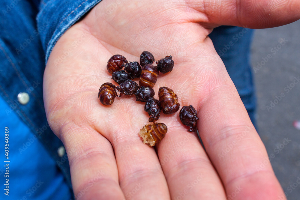 Rosted ants on hand. Cusine of Colombia. 