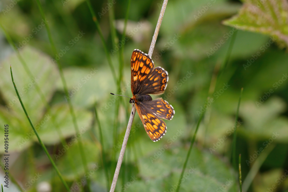 A Duke of Burgundy Butterfly basking on a grass stem.