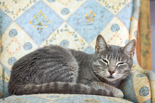 A funny gray striped cat lying on a cozy armchair and having a rest