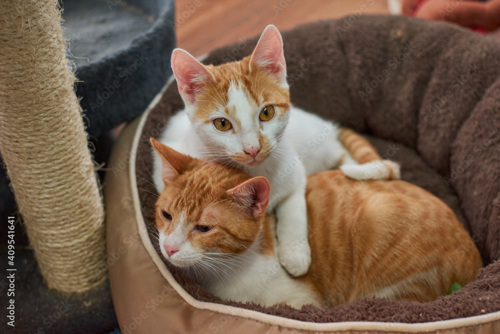 A couple of white and ginger cats relaxing on the cat bed