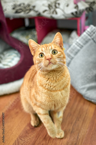 Fototapeta Naklejka Na Ścianę i Meble -  An adorable ginger tabby cat with big expressive eyes is begging for food or playtime