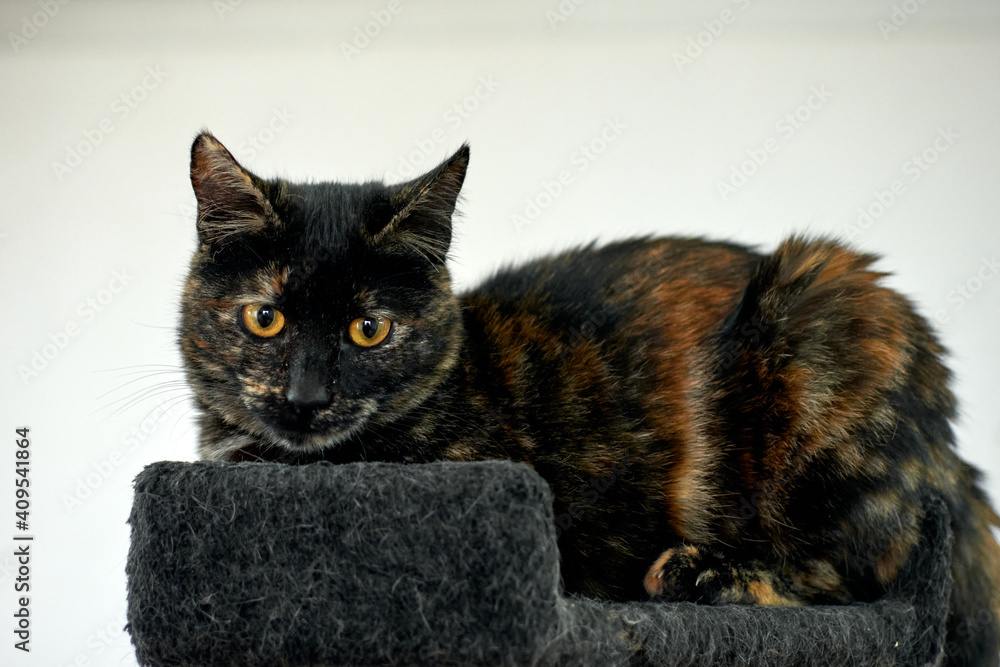 A closeup shot of a looking tortoiseshell cat lying down on black surface