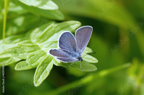 A Small Blue Butterfly resting on green leaves.
