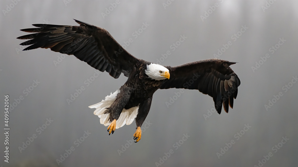Adult bald eagle with wings spread on final approach to landing on the