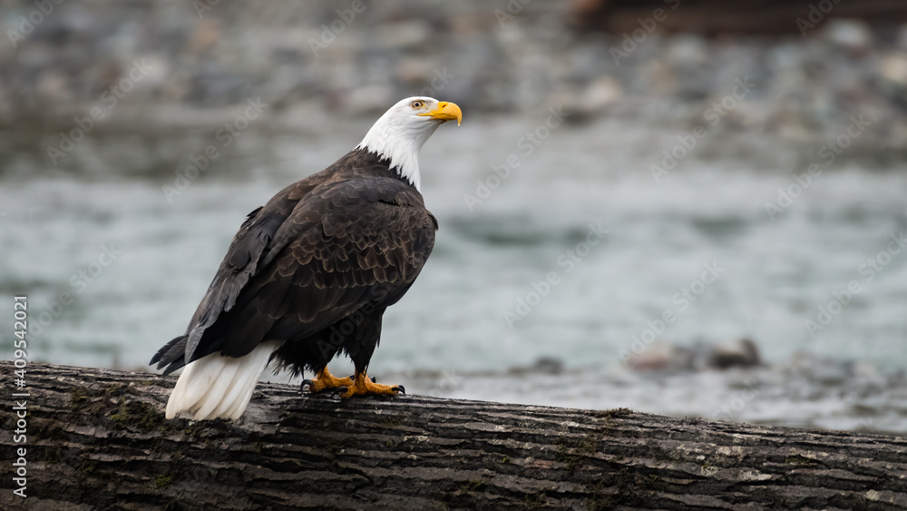 Fototapeta premium Adult bald eagle on alert standing on a fallen tree on the edge of the Nooksack River during winter in Western Washington State