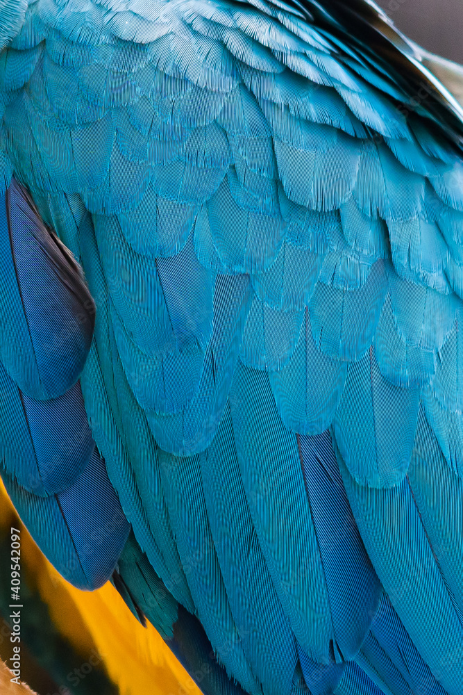 Obraz premium macro photo of feathers on a blue and yellow macaw
