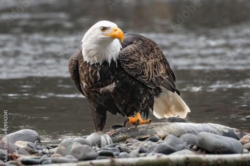 Mature bald eagle standing on a chum salmon on the rocky edge of the Nooksack River in Western Washington State