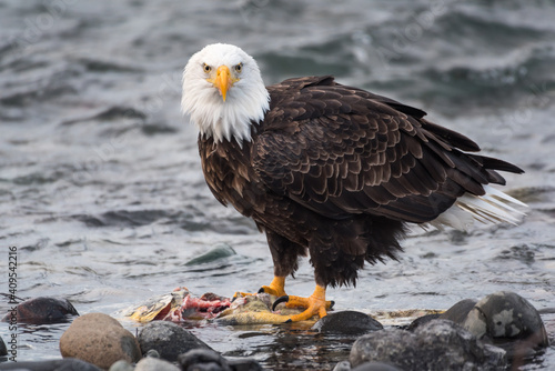 Bald eagle staring into camera while eating a chum salmon on the Nooksack River in Washington State