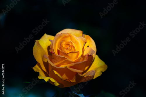 Rosa amarilla 