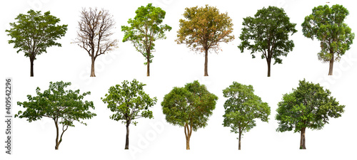 isolated tree green set is located on a white background. Collection of isolated tree green on white background Tropical tree
