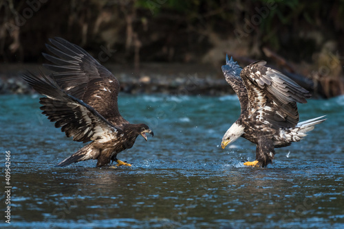 Tablou canvas Two immature bald eagles fishing in the Nooksack River in Washington State with