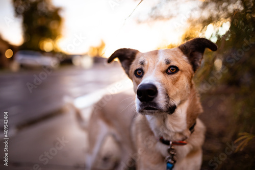 Mixed breed dog on a walk at sunset