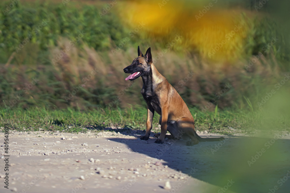 Young Belgian Shepherd dog Malinois posing outdoors sitting on a rural road in summer