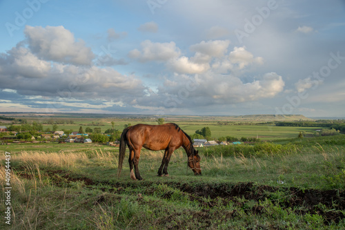 The horse is grazing in the meadow with the village and the beautiful cloudy sky in the background. Plenty of free space for pasting.