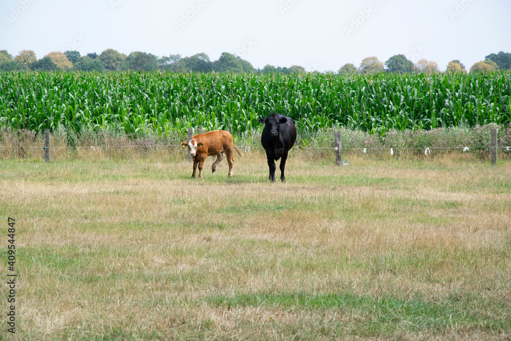 cowes in a meadow cowes in a meadow