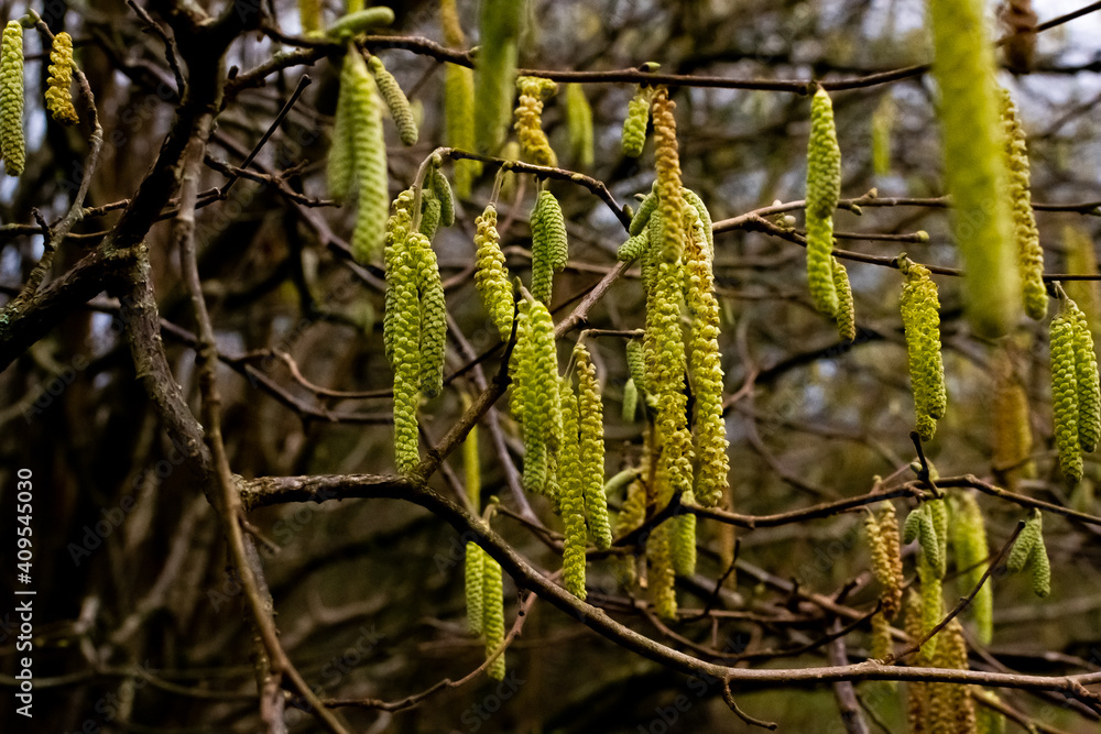 Catkins on tree branch Catkins on tree branch