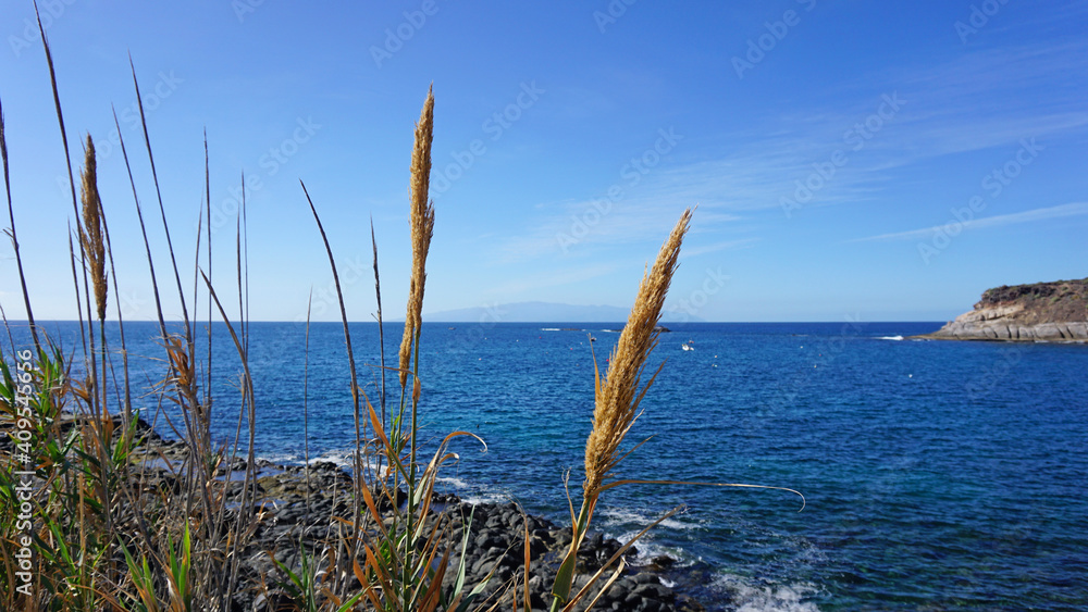 Giant reed, Spanish cane or Arundo donax on a blue sky and ocean background in La Caleta, Tenerife, Canary Islands, Spain. 