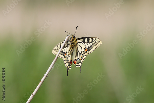 A Swallowtail Butterfly basking.