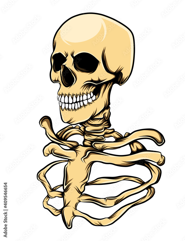 The rib and skull head of the human with the realistic color The rib and skull head of the human with the realistic color