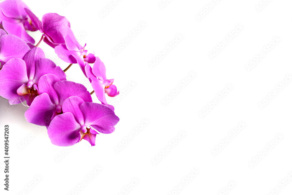 Purple blooming gentle flowers of Phalaenopsis orchid on light background Purple blooming gentle flowers of Phalaenopsis orchid on light background