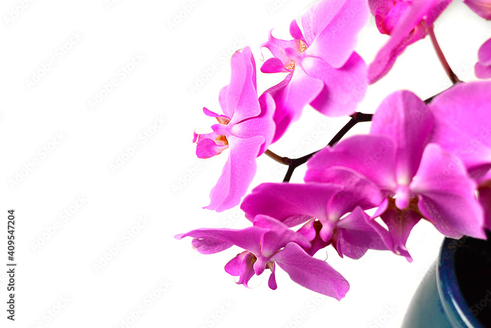 Purple blooming gentle flowers of Phalaenopsis orchid on light background. Home plants care. Purple blooming gentle flowers of Phalaenopsis orchid on light background. Home plants care.