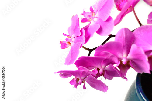 Purple blooming gentle flowers of Phalaenopsis orchid on light background. Home plants care. 