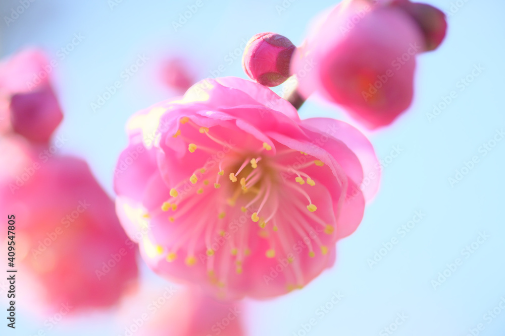 美しい紅梅の花のアップ 美しい紅梅の花のアップ
