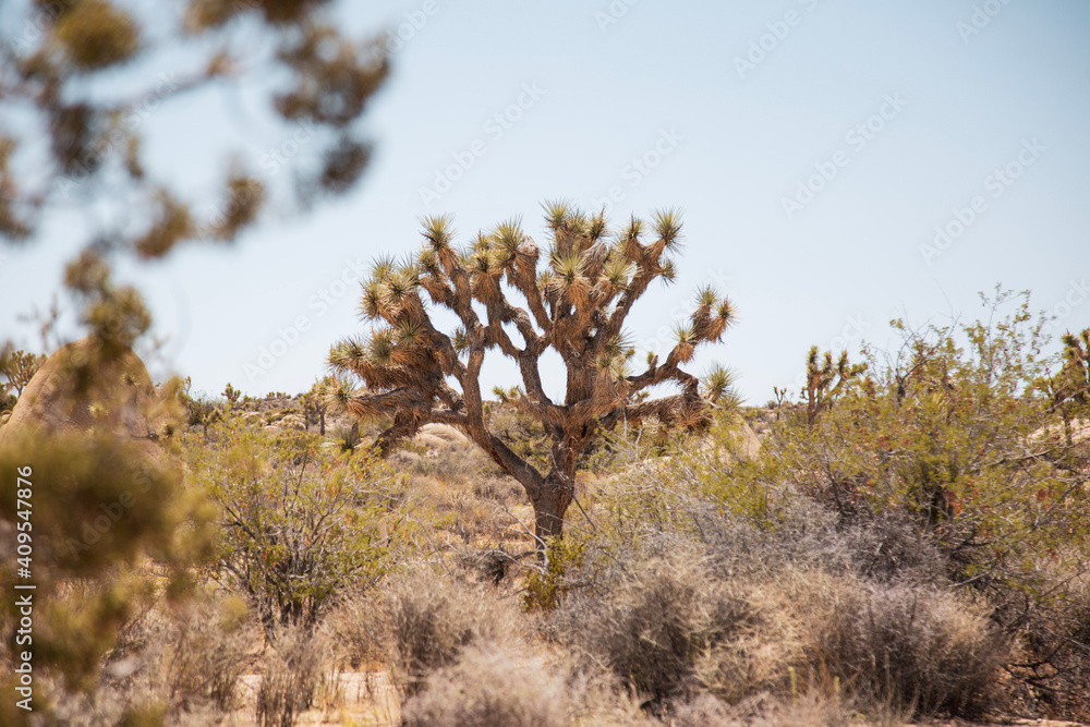 Small Joshua tree in the desert