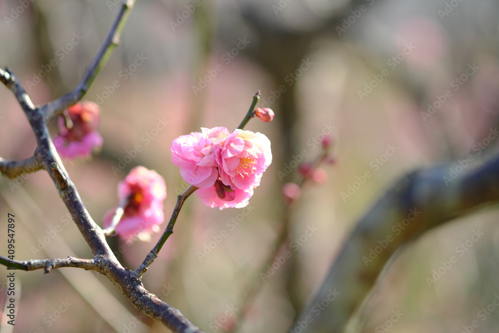 花開いた春の梅
