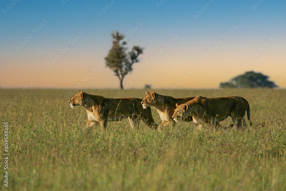 Naklejka premium African Lion (Panthera leo) three females hunting and sneaking up together in savanna, Serengeti National Park; Tanzania