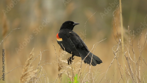 red winged blackbird