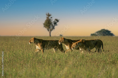 African Lion  Panthera leo  three females hunting and sneaking up together in savanna  Serengeti National Park  Tanzania