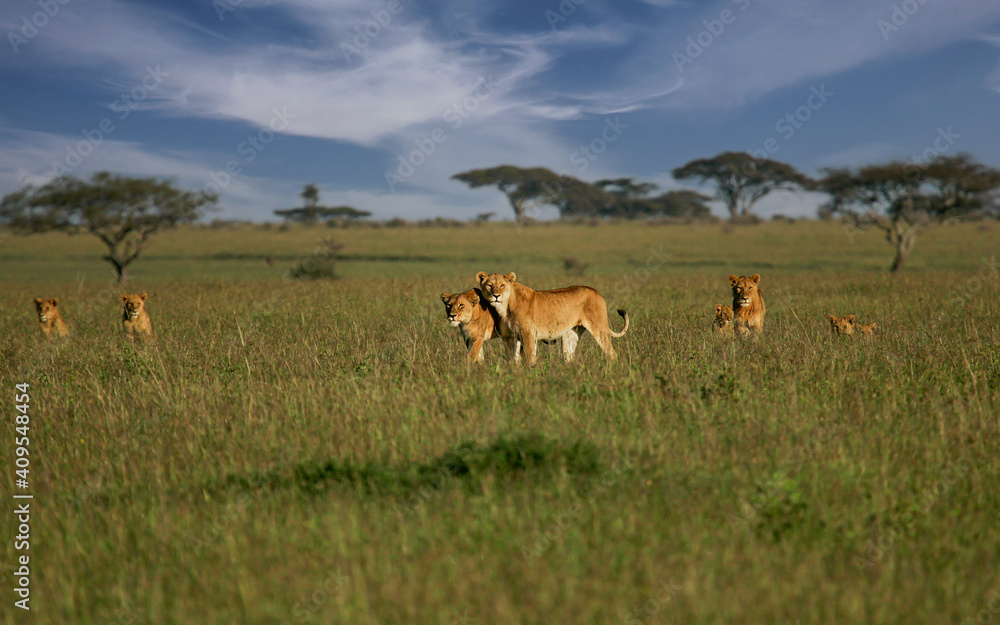 African Lion (Panthera leo) pack of female lions with cubs in savanna, Serengeti National Park; Tanzania African Lion (Panthera leo) pack of female lions with cubs in savanna, Serengeti National Park; Tanzania