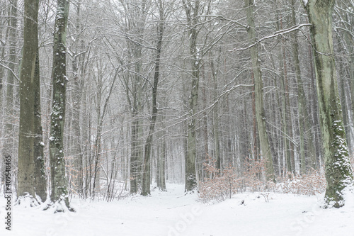 woods b=in winter