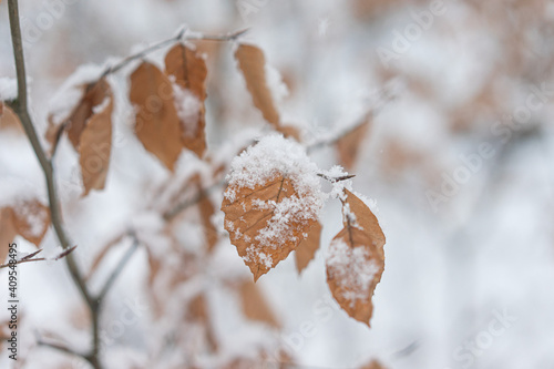 snowy frozen leaf