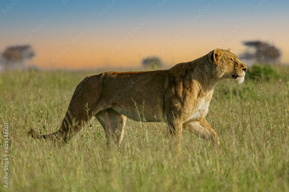 African Lion (Panthera leo) lonely female in savanna, Serengeti National Park; Tanzania African Lion (Panthera leo) lonely female in savanna, Serengeti National Park; Tanzania