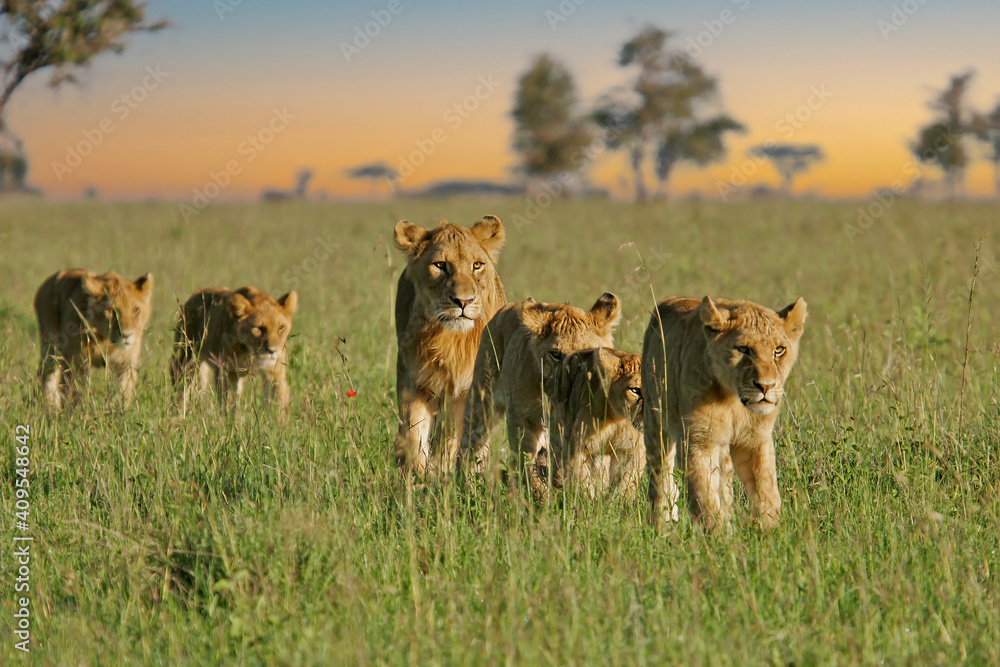 African Lion (Panthera leo) pack of female lions with cubs strolling in savanna, Serengeti National Park; Tanzania - obrazy, fototapety, plakaty 