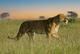 African Lion (Panthera leo) lonely female in savanna, Serengeti National Park; Tanzania