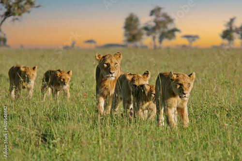 African Lion (Panthera leo) pack of female lions with cubs strolling in savanna, Serengeti National Park; Tanzania