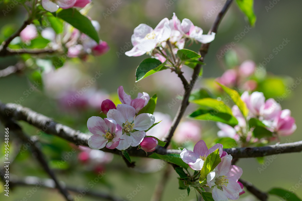  branch of blossoming apple tree in spring. High quality photo 